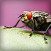 /album/do%c4%9fa/photolia-a08-jpg/